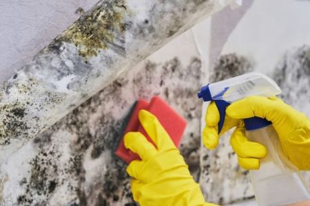 Mold Remediation​​